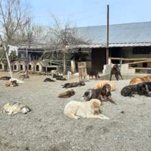 Our goal: Provide a safe home for every dog!