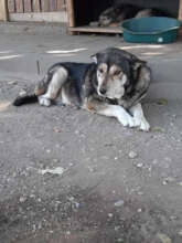 Our dogs can feel safe and secure on the farm
