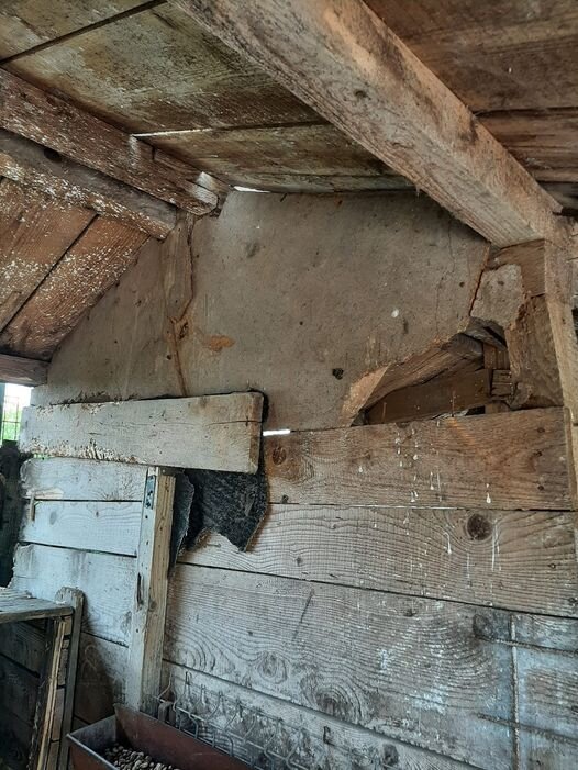 Romanian dogs need a safe space to live in!