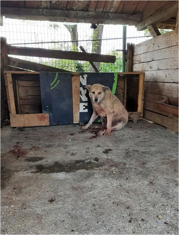 Romanian dogs need a safe space to live in!