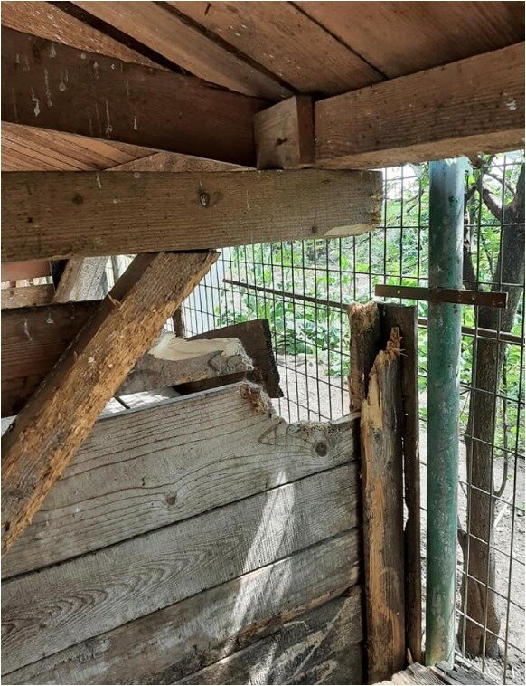 Romanian dogs need a safe space to live in!