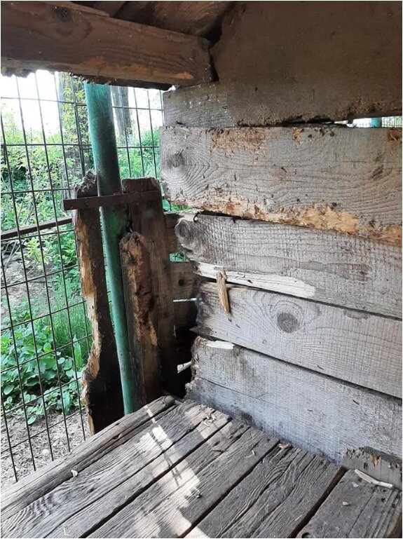 The wood in the kennels has become dilapidated