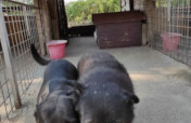 Romanian dogs need a safe space to live in!