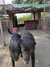Romanian dogs need a safe space to live in!