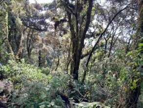 Cerro Alux montane forest