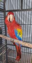 Scarlet macaw, rescued, escaped ex-pet