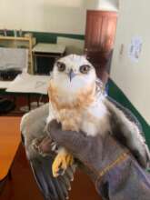 Mississippi Kite rescued near San Lucas