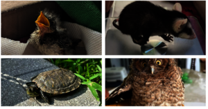 Rescues