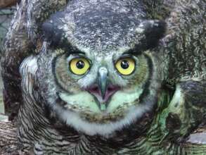 Wildlife Rescue Centre in Cerro Alux