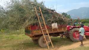A truck loaded with bamboo arrives for fencing
