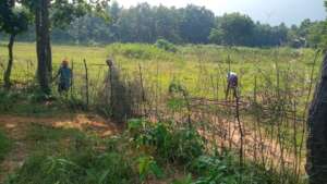 Bamboo fencing to protect saplings from cattle