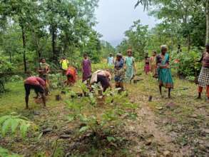 Tribal men and women employed to plant saplings