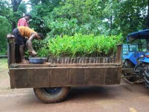 A truck loaded with elephant friendly saplings