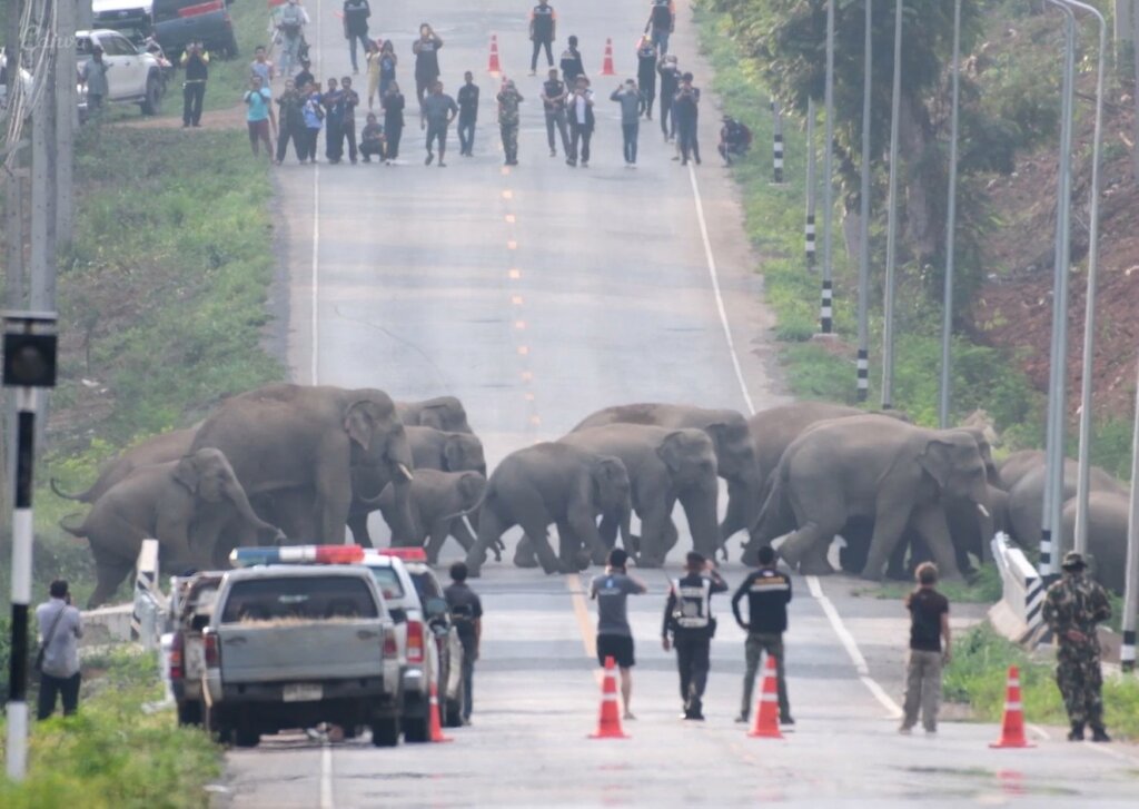 Elephants Crossing the Treacherous Roads of Odisha