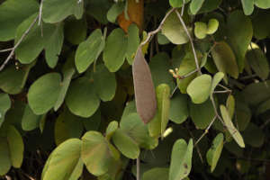 A fully grown tree of Bauhinia vines plant