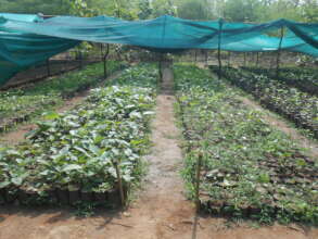 Creating Plant Nurseries to Feed Elephants