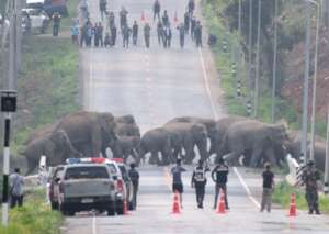 Elephants Crossing the Treacherous Roads of Odisha