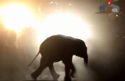 Food &Water for 500 Distraught Elephants- Phase II