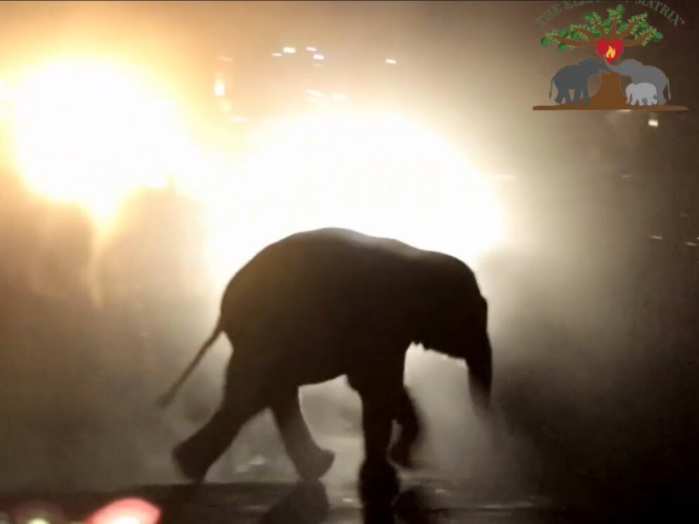 Food &Water for 500 Distraught Elephants- Phase II