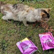 He is even feediing dogs and cats in Ukraine