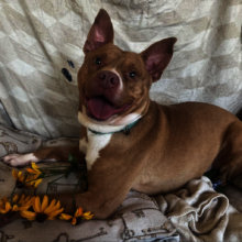 Mateo