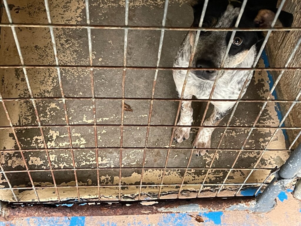 Champ Needs You To Make His Stay Less Stressful