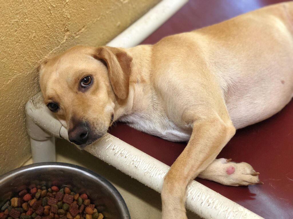 Champ Needs You To Make His Stay Less Stressful