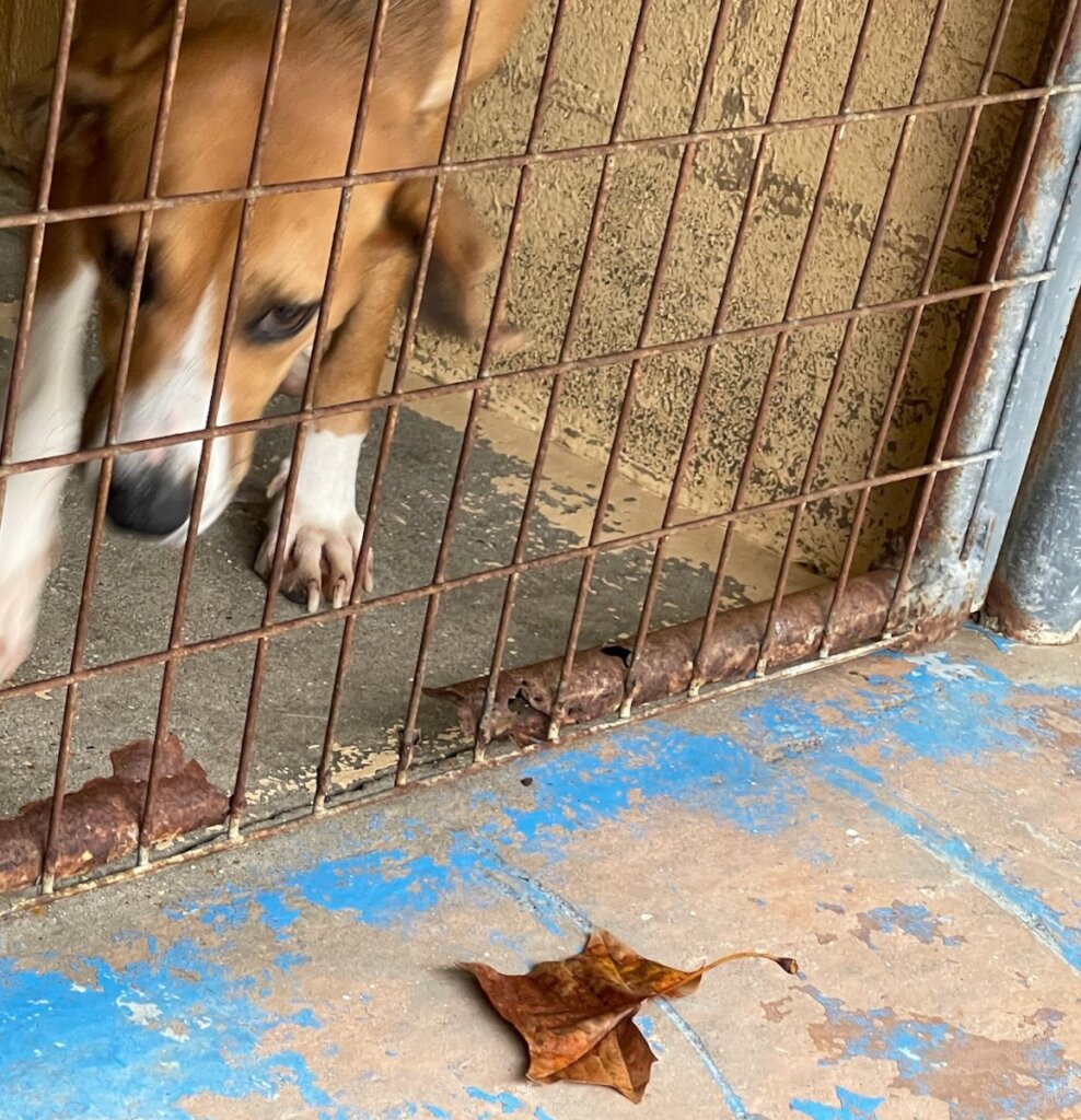 Champ Needs You To Make His Stay Less Stressful