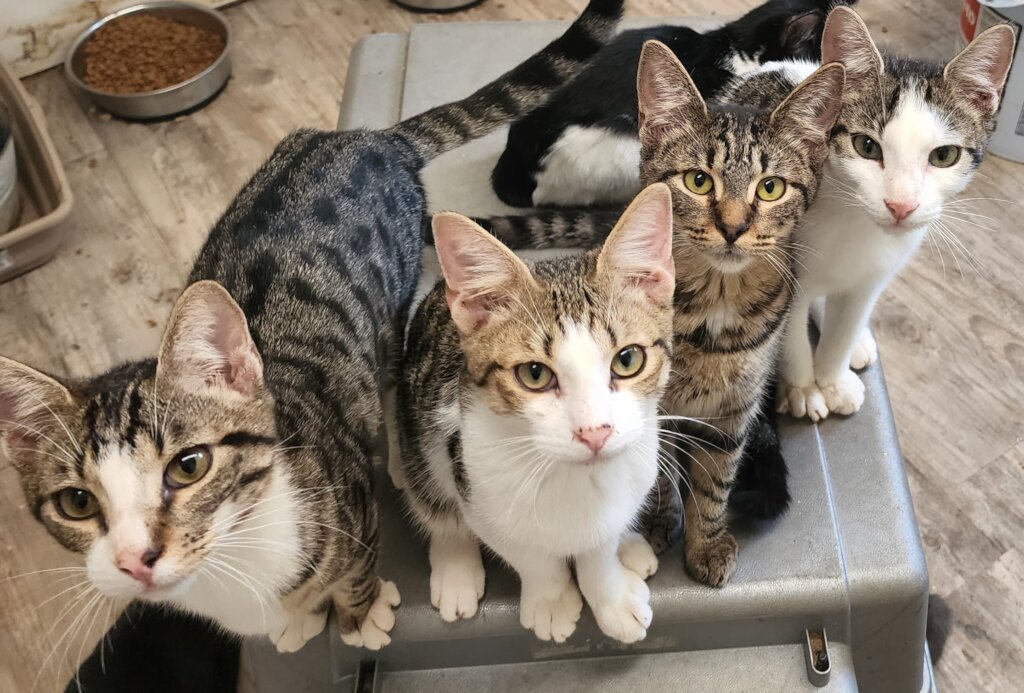 Champ Needs You To Make His Stay Less Stressful