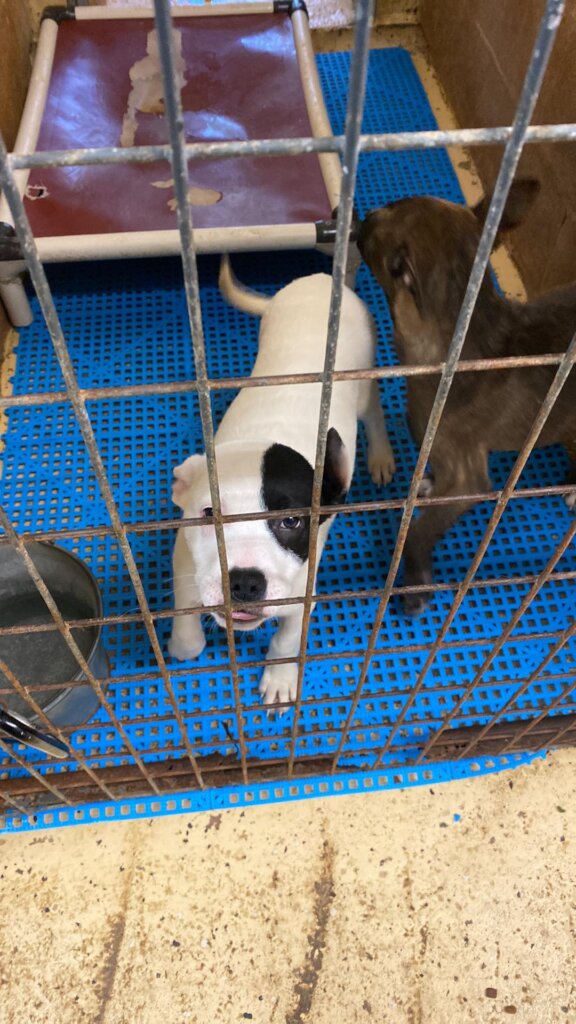 Champ Needs You To Make His Stay Less Stressful