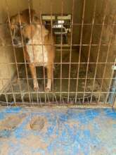 Kennel Door Patched