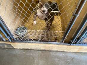 Kennel Door Patched