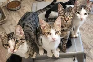 Thankful Kitties