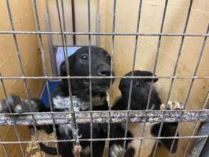 Pups and Rusty Kennel Door