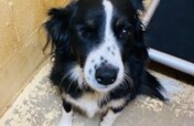Champ Needs You To Make His Stay Less Stressful