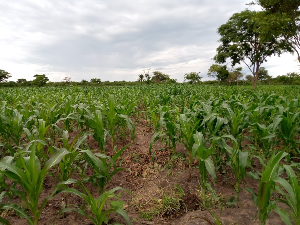 Help 200 youth in sustainable agriculture Tanzania