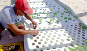 Transplanting Seedlings