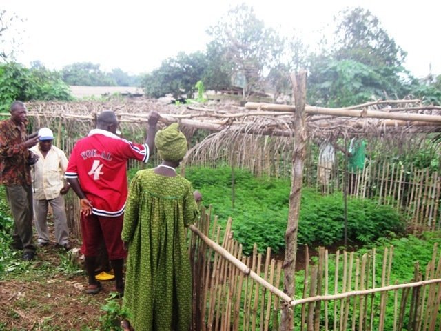 Reforest Habitats for 60 Gorillas in Cameroon