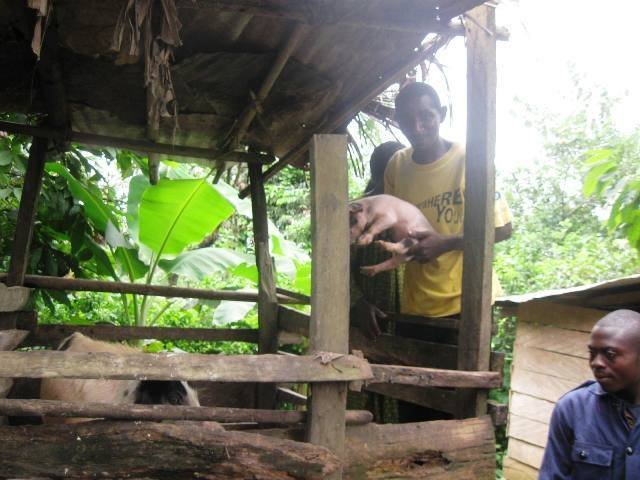 Reforest Habitats for 60 Gorillas in Cameroon