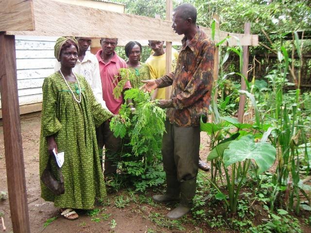 Reforest Habitats for 60 Gorillas in Cameroon
