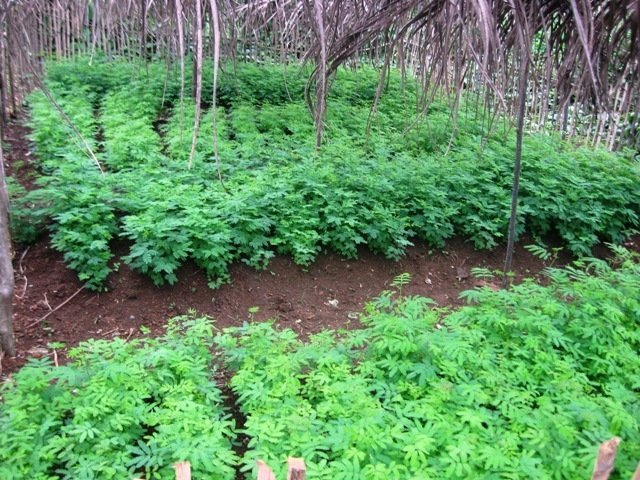 Reforest Habitats for 60 Gorillas in Cameroon
