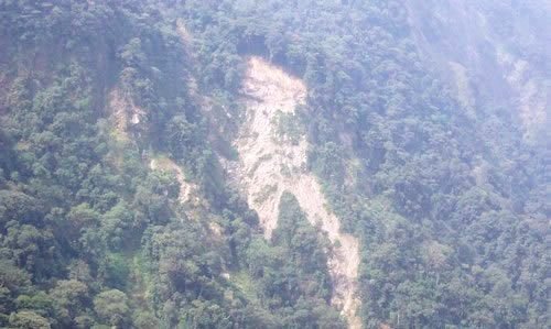 Reforest Habitats for 60 Gorillas in Cameroon