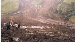 Reforest Habitats for 60 Gorillas in Cameroon