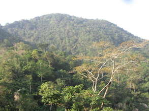 Lebialem Highlands, cross-river gorilla habitat