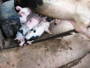 Pig Farming around the Lebialem Highlands