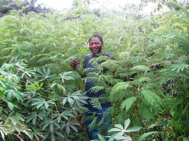 Reforest Habitats for 60 Gorillas in Cameroon