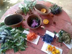 example plants and the colors they make.