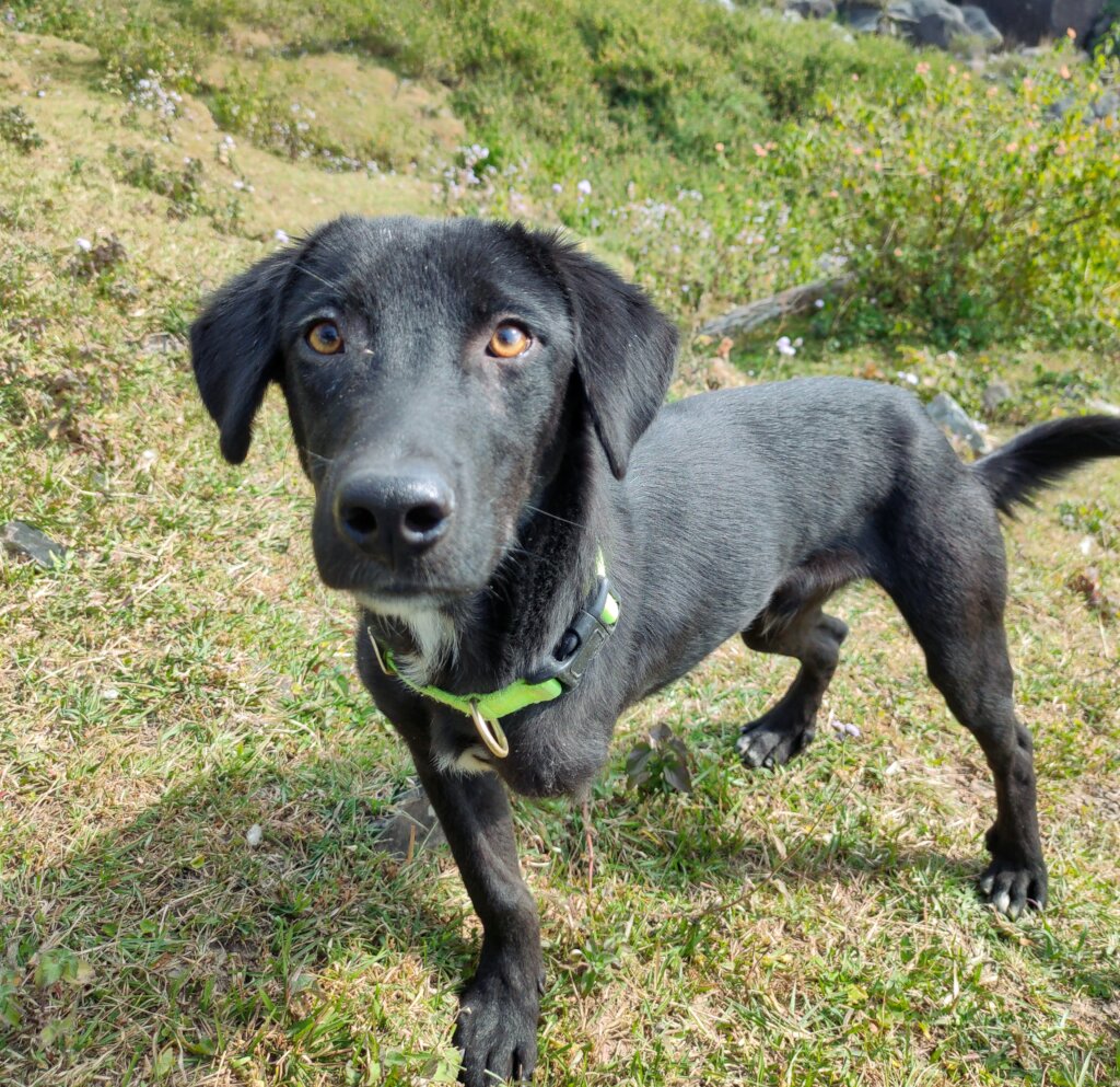 Help 200 Dogs Have a Second Chance at Life