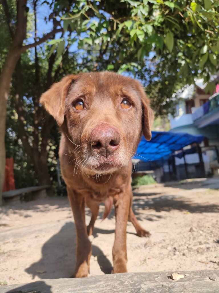 Help 200 Dogs Have a Second Chance at Life