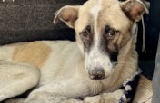 Help 200 Dogs Have a Second Chance at Life
